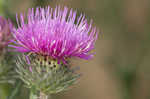 Spiny plumeless thistle